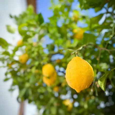 Casa Limon, Boutique Bed And Breakfast, Adults Only Panzió *